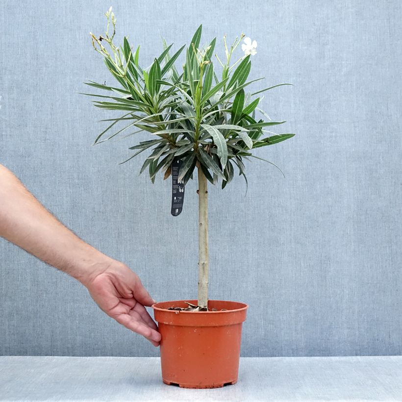 Esemplare di Nerium oleander White - Oleandro Vaso da 2L/3L consegnato in estate