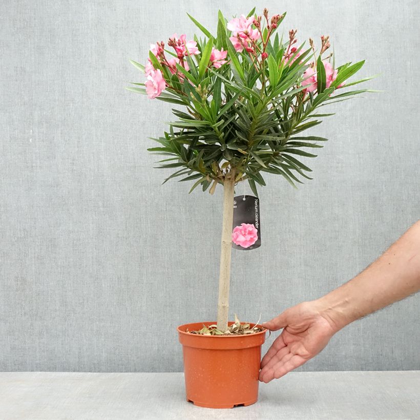 Nerium oleander - Oleandro Vaso da 2L/3L esemplare consegnato in primavera