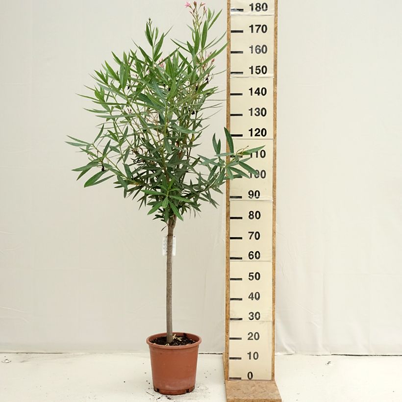 Esemplare di Nerium oleander - Oleandro Vaso da 7,5L/10L consegnato in estate