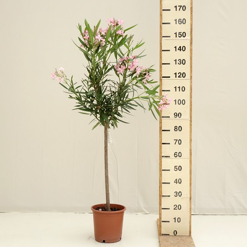 Nerium oleander - Oleandro Vaso da 7,5L/10L esemplare consegnato in primavera