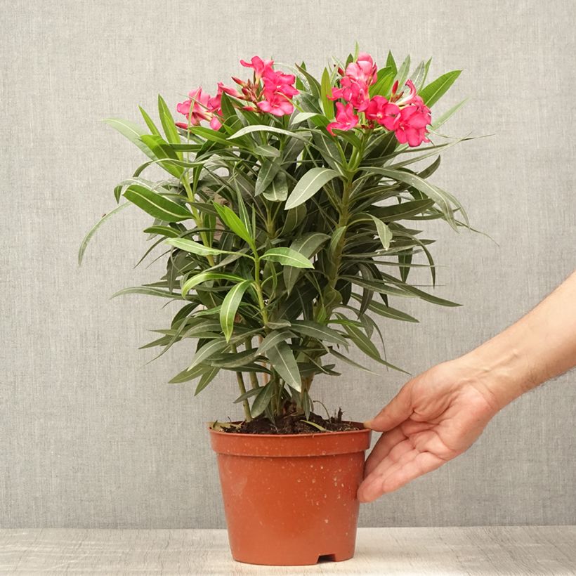 Esemplare di Nerium oleander Double Red - Oleandro Vaso da 2L/3L consegnato in estate