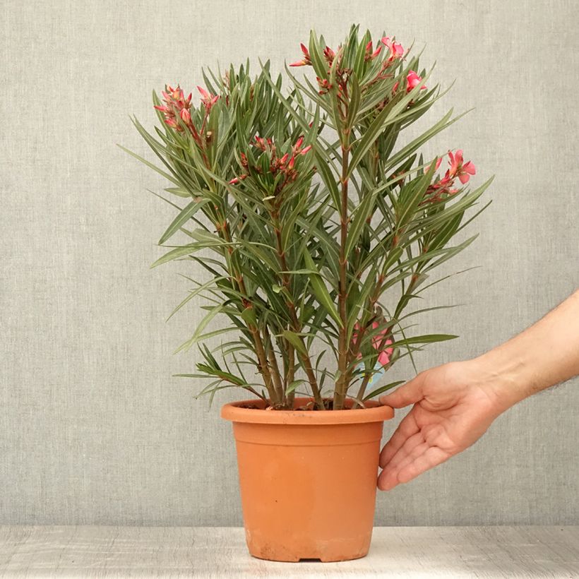 Esemplare di Nerium oleander Papa Gambetta - Oleandro Vaso da 2L/3L consegnato in estate