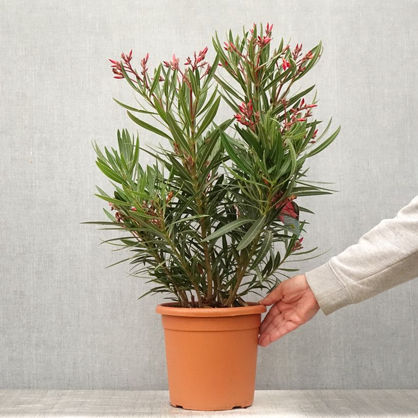 Esemplare di Nerium oleander Papa Gambetta - Oleandro Vaso da 4L/5L consegnato in estate