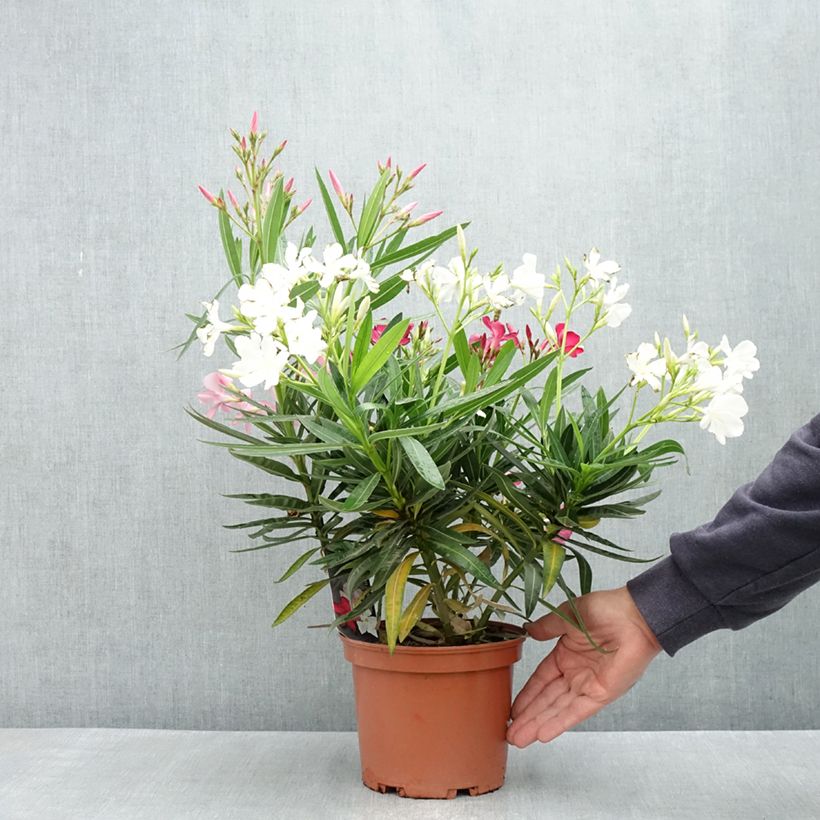 Nerium oleander Tricolore - Oleandro Vaso da 3L/4L esemplare consegnato in primavera