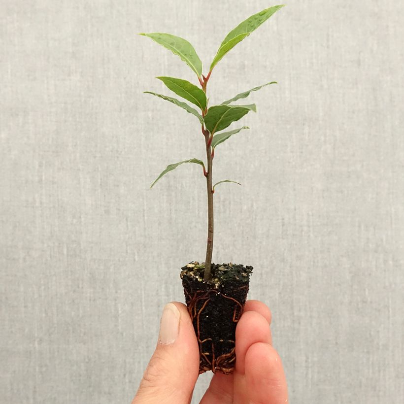 Laurus nobilis De Jerusalem - Alloro mini zolla... esemplare consegnato in primavera