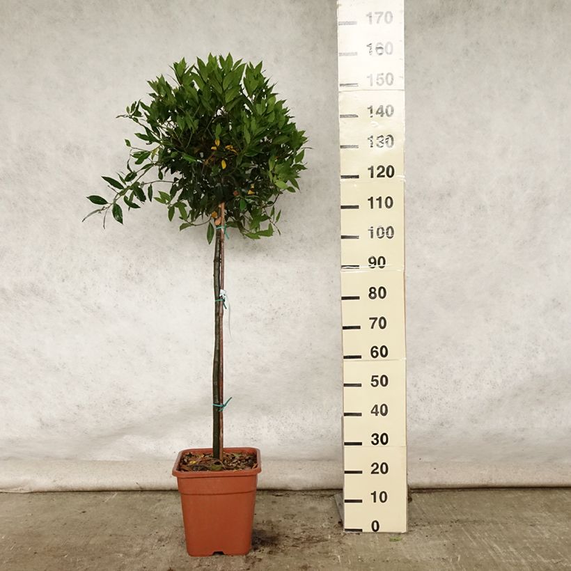 Esemplare di Laurus nobilis - Alloro Vaso da 12L/15L consegnato in estate