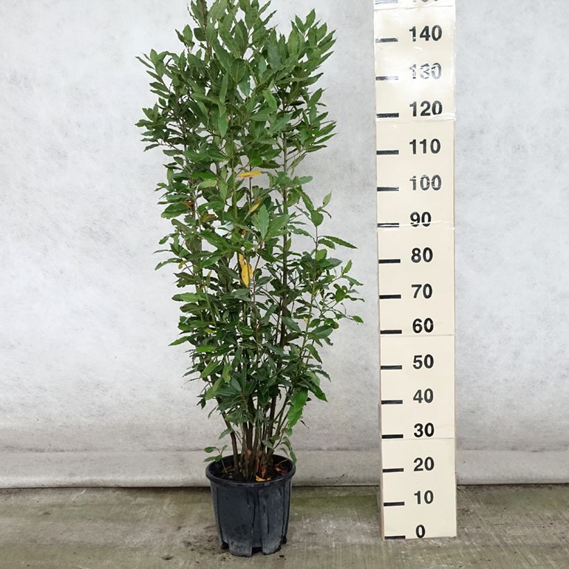 Esemplare di Laurus nobilis - Alloro Vaso da 7,5L/10L consegnato in estate