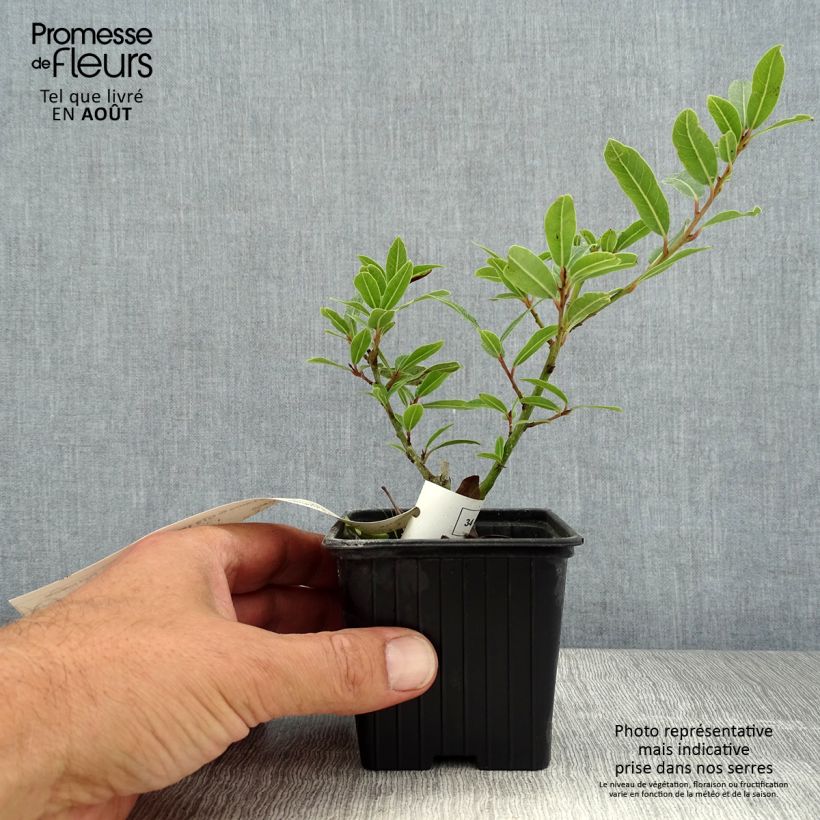 Esemplare di Laurus nobilis Little Laura 'Dan17' - Alloro Vasetto da 8/9 cm consegnato in estate
