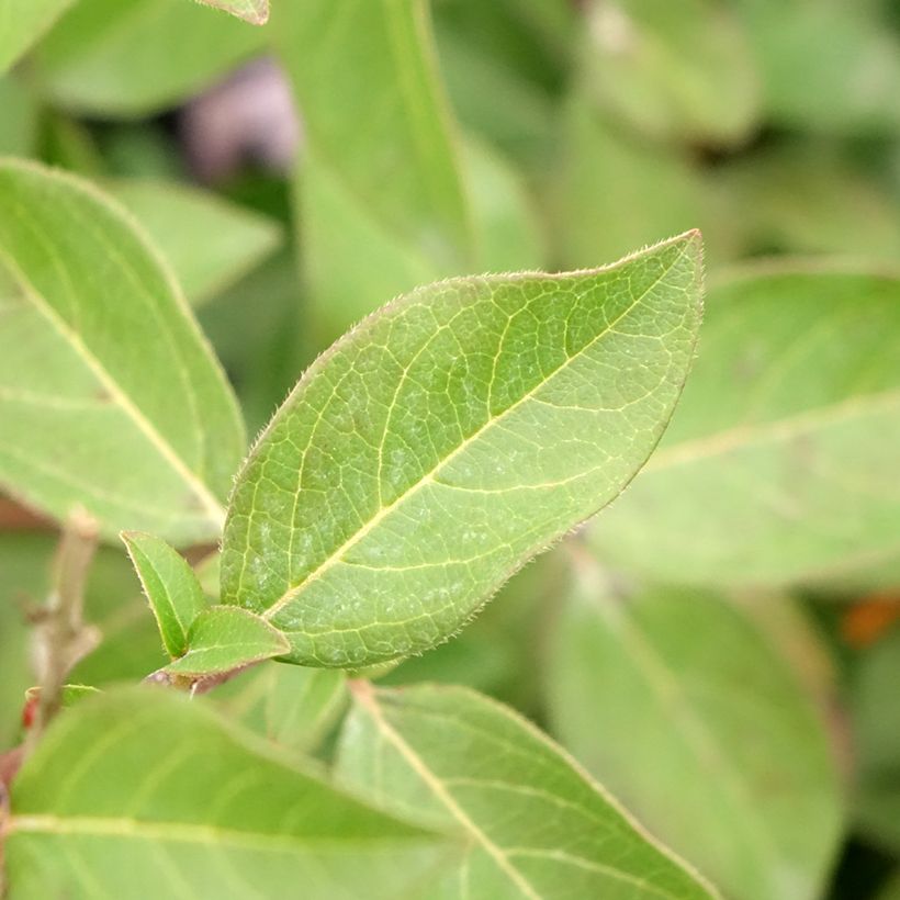 Viburnum tinus Giganteum (Fogliame)