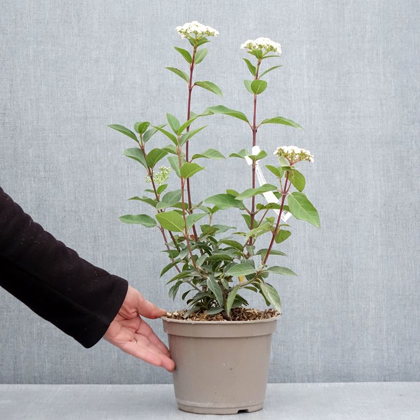 Viburnum tinus Giganteum Vaso da 3L/4L esemplare consegnato in primavera