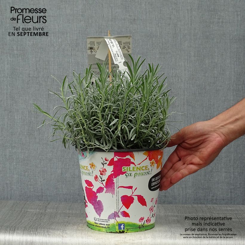 Esemplare di Lavandula intermedia Phenomenal 'Niko - Lavandino Vaso da 4L/5L come consegnato in autunno