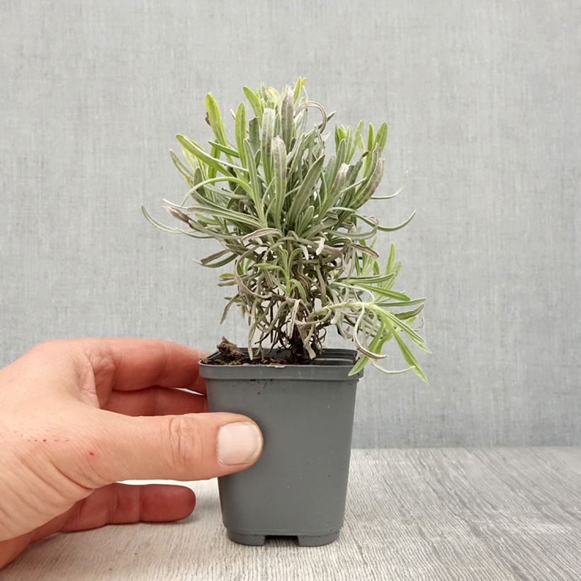 Lavandula intermedia Platinum Blonde - Lavandino Vasetto da 8/9 cm esemplare consegnato in primavera