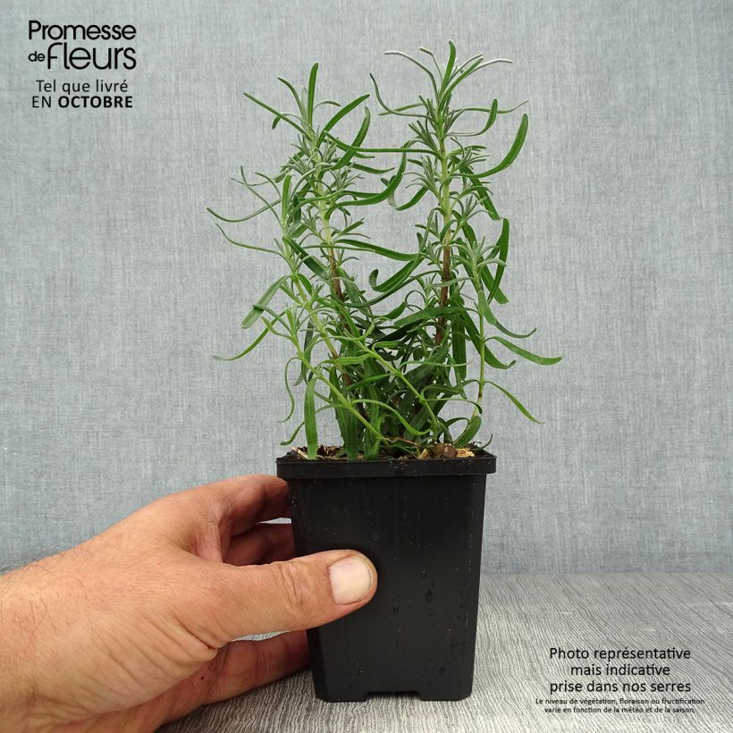 Esemplare di Lavandula Richard Gray - Lavanda Vasetto da 8/9 cm come consegnato in autunno