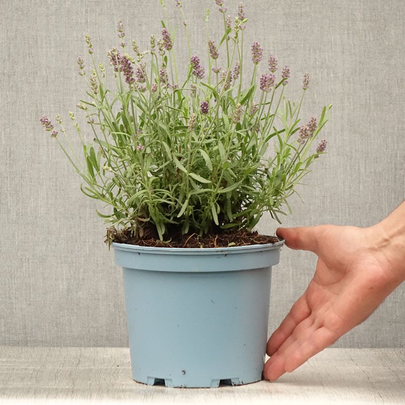 Esemplare di Lavandula angustifolia Hidcote - Lavanda vera Vaso da 3L/4L consegnato in estate