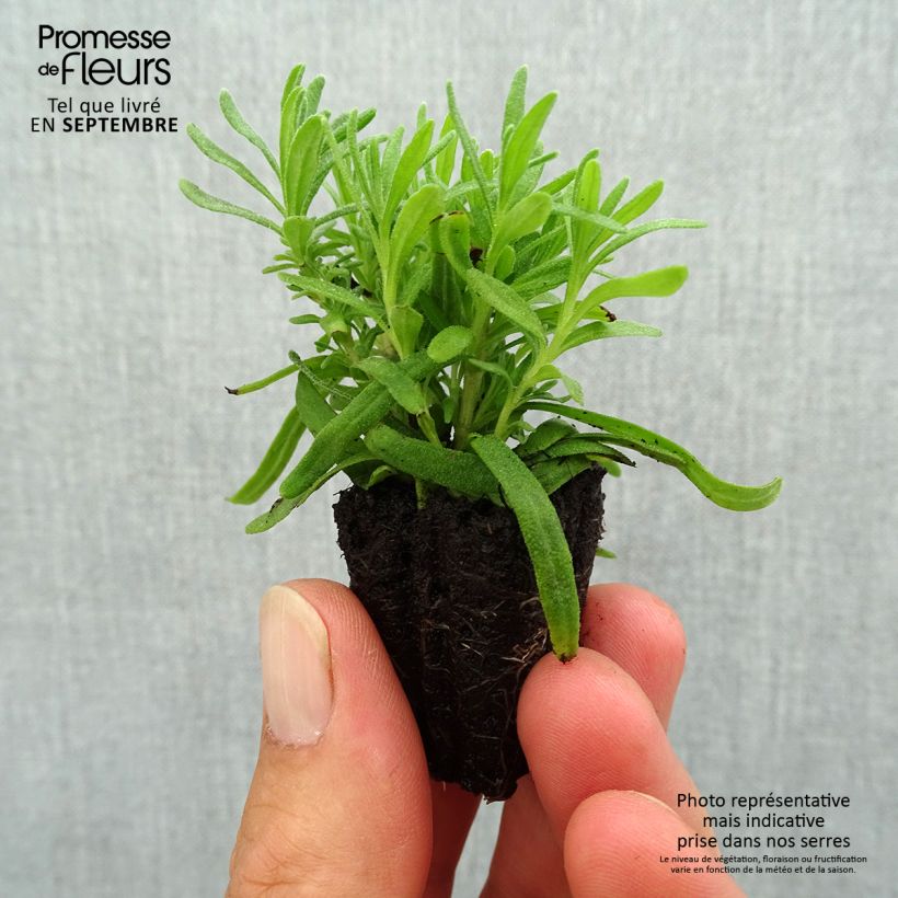 Esemplare di Lavandula angustifolia Hidcote - Lavanda vera mini zolla... come consegnato in autunno