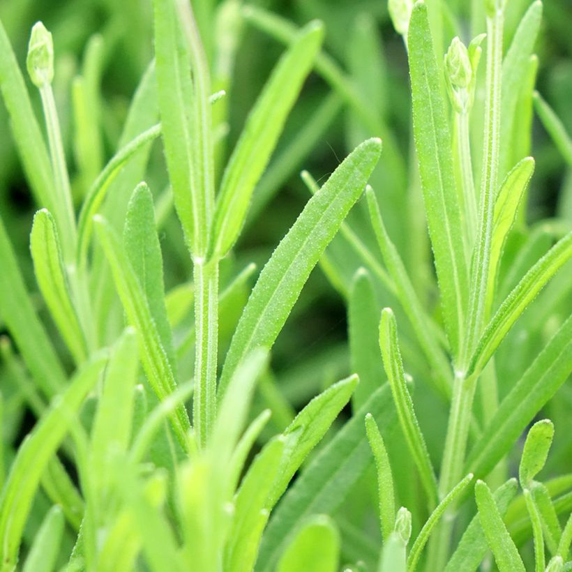 Lavandula angustifolia Middachten - Lavanda vera (Fogliame)
