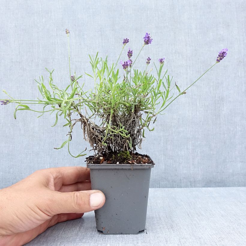 Esemplare di Lavandula angustifolia Twickel Purple - Lavanda vera Vasetto da 8/9 cm consegnato in estate