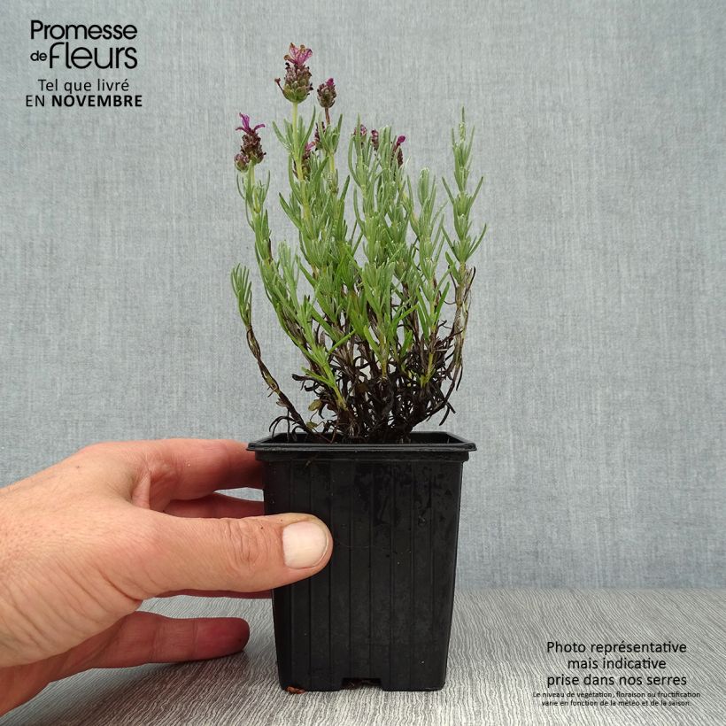 Esemplare di Lavandula stoechas Magical Posy Pink - Lavanda selvatica Vasetto da 8/9 cm come consegnato in autunno