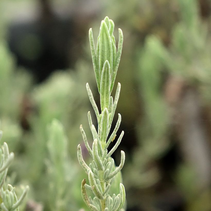 Lavandula stoechas Magical Posy Purple - Lavanda selvatica (Fogliame)