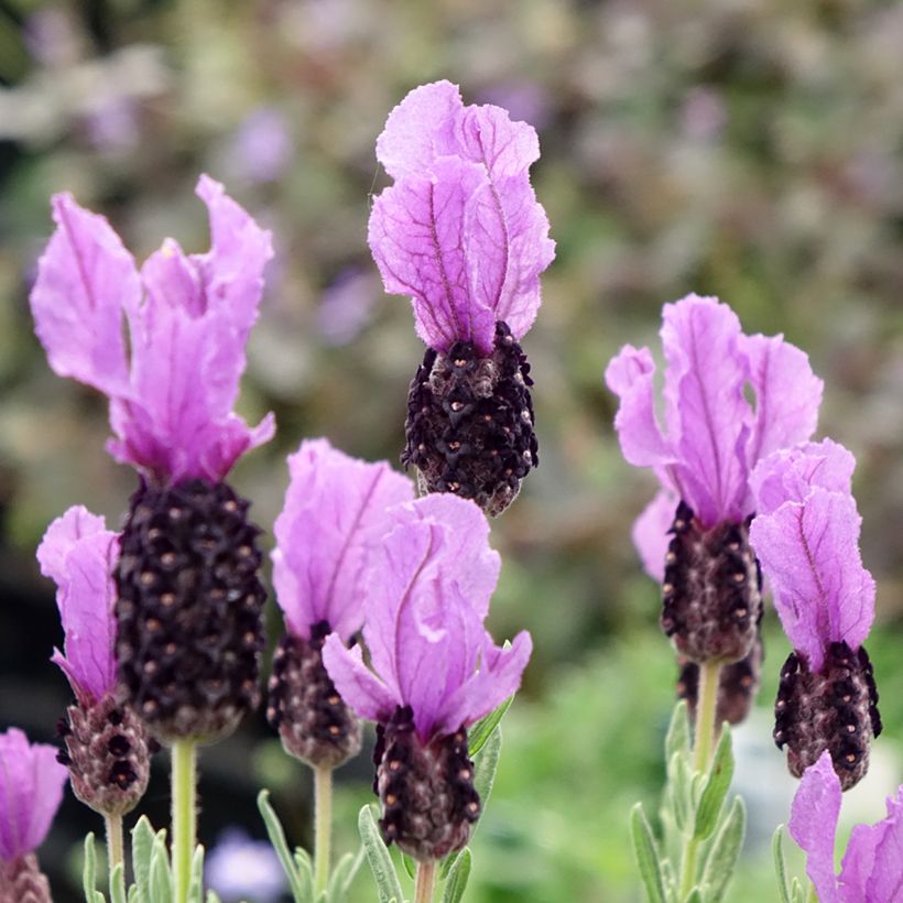 Lavandula stoechas Magical Posy Purple - Lavanda selvatica (Fioritura)