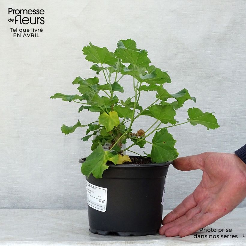 Lavatera maritima - Lavatère maritime Godet de 9cm esemplare consegnato in primavera