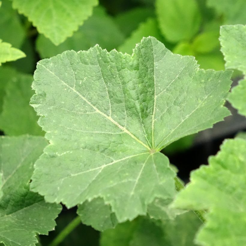 Lavatera White Angel (Fogliame)