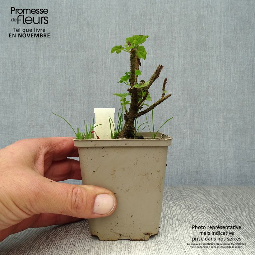 Esemplare di Lavatera maritima Bicolor Vasetto da 8/9 cm come consegnato in autunno