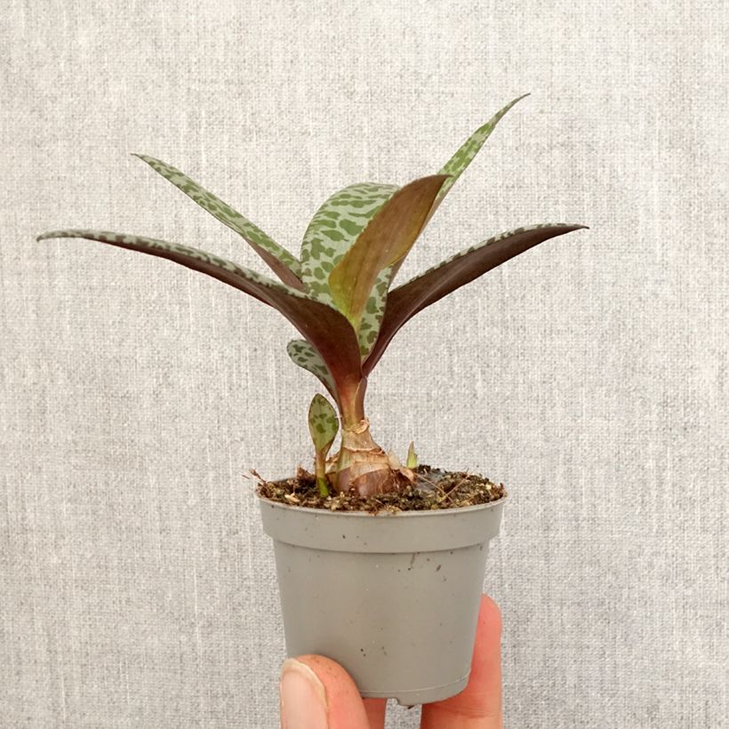 Ledebouria socialis - Scilla violacea Mini-plante esemplare consegnato in primavera