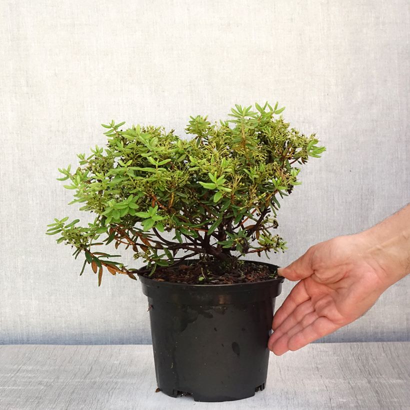 Esemplare di Ledum groenlandicum Helma Vaso da 2L/3L consegnato in estate