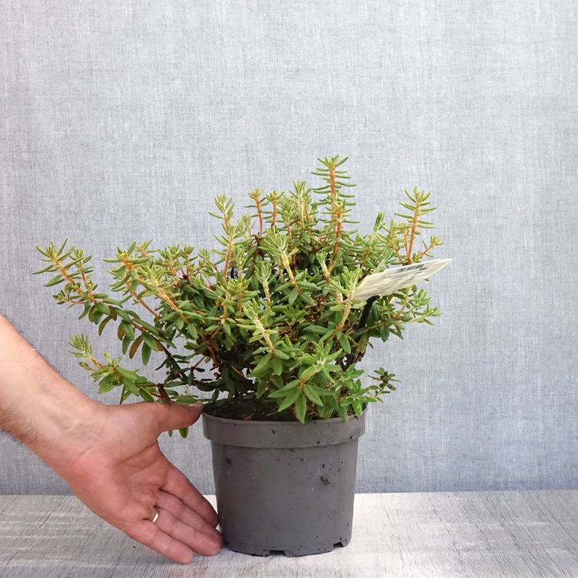 Esemplare di Ledum groenlandicum Compactum Vaso da 2L/3L consegnato in estate