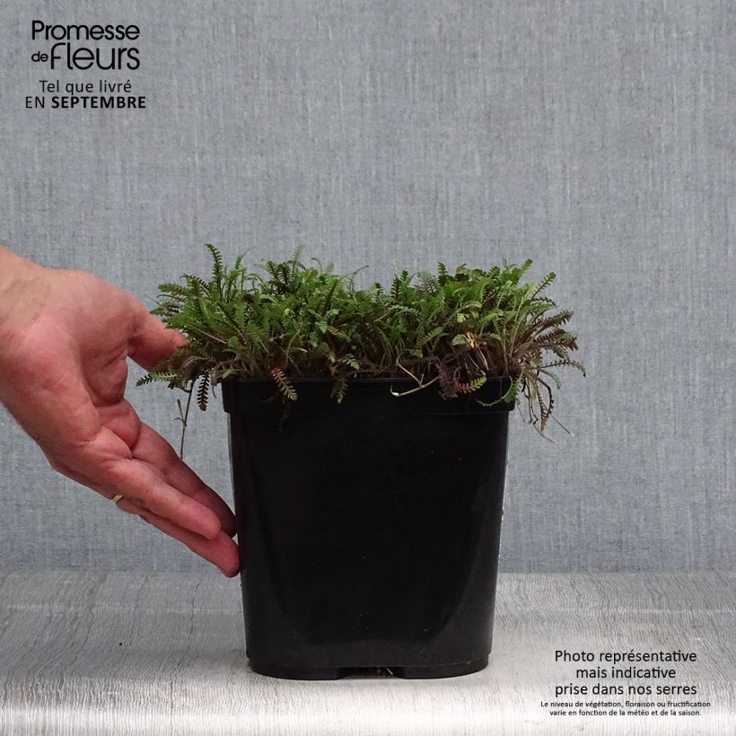 Esemplare di Leptinella squalida Platt's Black Vaso da 3L/4L come consegnato in autunno