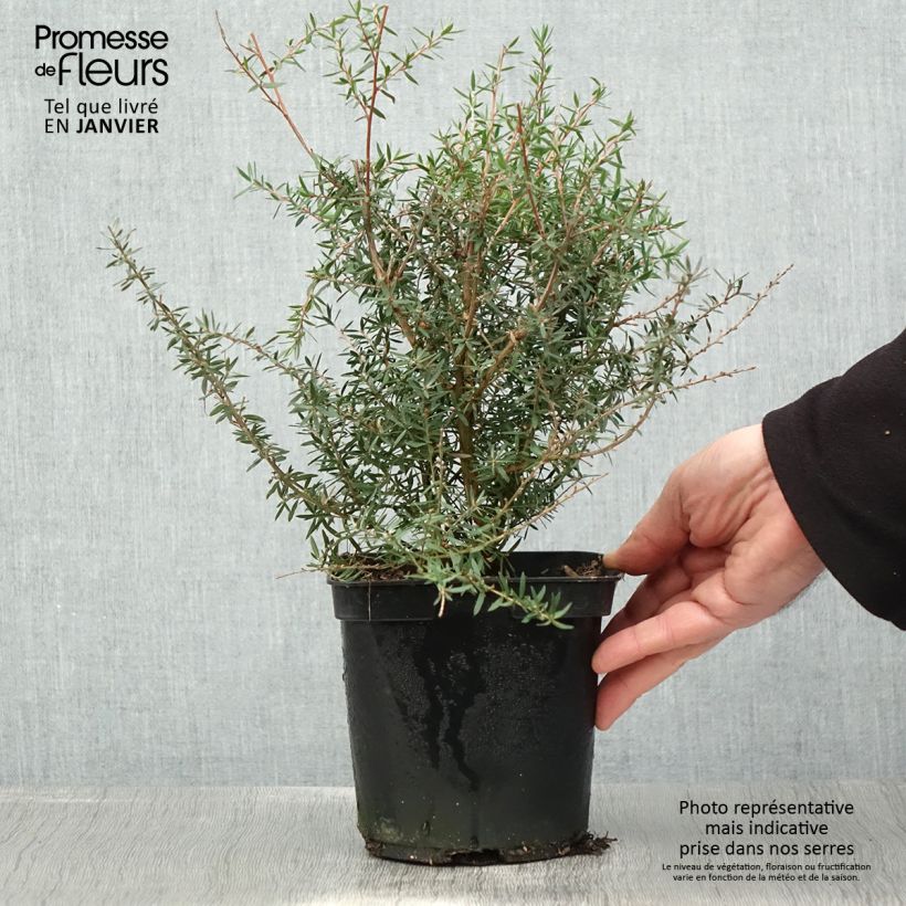 Leptospermum scoparium Apple blossom - Manuka Vaso da 2L/3L esemplare consegnato in inverno