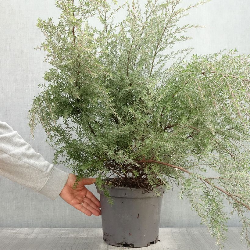Esemplare di Leptospermum scoparium Martini - Manuka Vaso da 7,5L/10L come consegnato in autunno