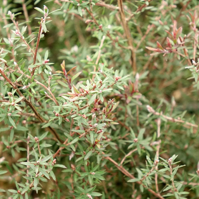 Leptospermum scoparium Nanum Kiwi - Manuka (Fogliame)