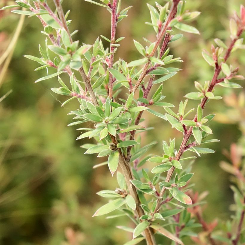 Leptospermum scoparium Snow Flurry - Manuka (Fogliame)