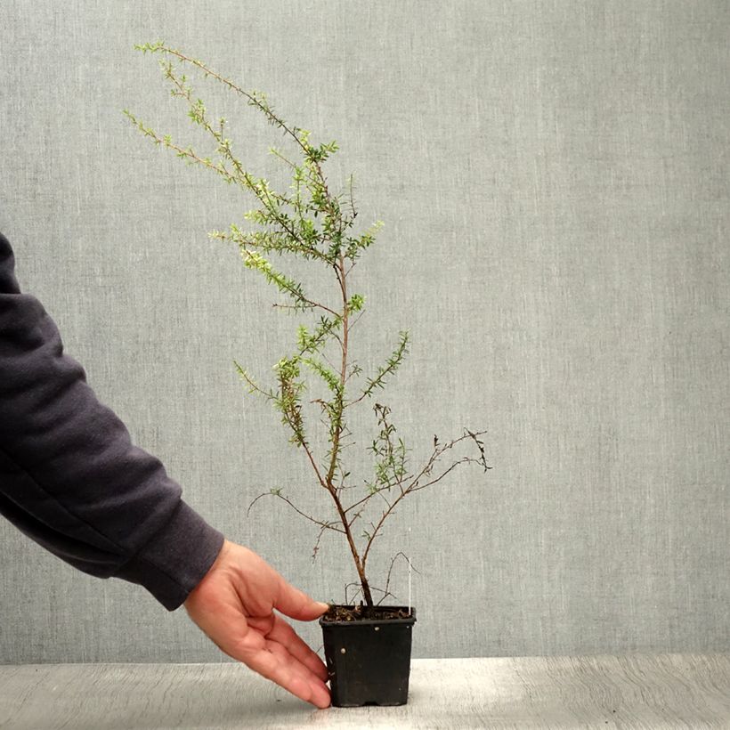 Esemplare di Leptospermum scoparium Snow Flurry - Manuka Vasetto da 8/9 cm consegnato in estate