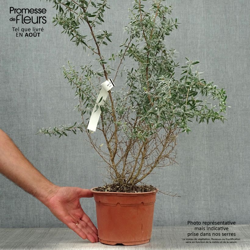 Esemplare di Leptospermum lanigerum Silver Sheen Vaso da 2L/3L consegnato in estate