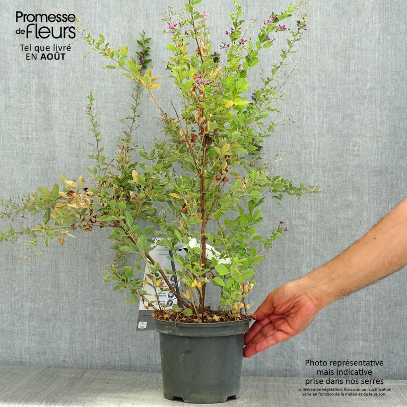 Esemplare di Lespedeza bicolor Summer Beauty Vaso da 3L/4L consegnato in estate