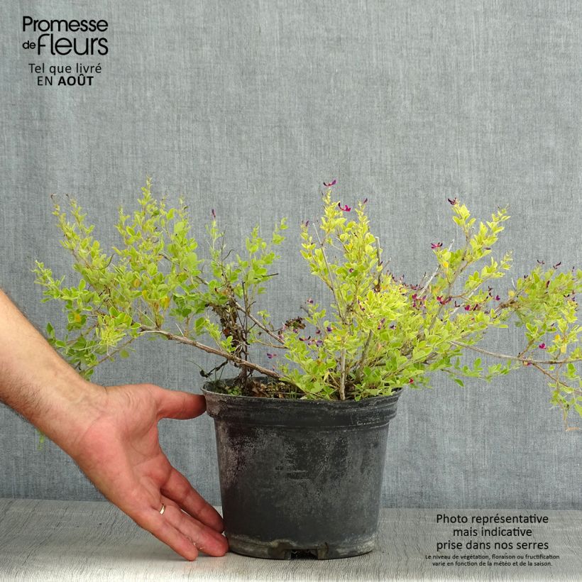 Esemplare di Lespedeza bicolor Yakushima Vaso da 3L/4L consegnato in estate