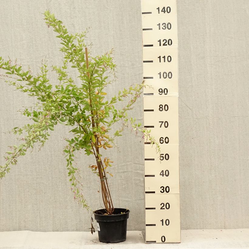 Esemplare di Lespedeza thunbergii Edo-Shibori Vaso da 3L/4L consegnato in estate