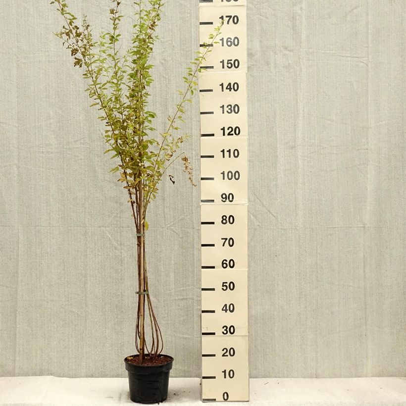 Esemplare di Lespedeza thunbergii Edo-Shibori Vaso da 3L/4L come consegnato in autunno