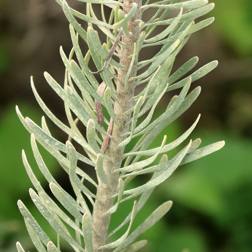 Leucadendron galpinii Carlin (Fogliame)