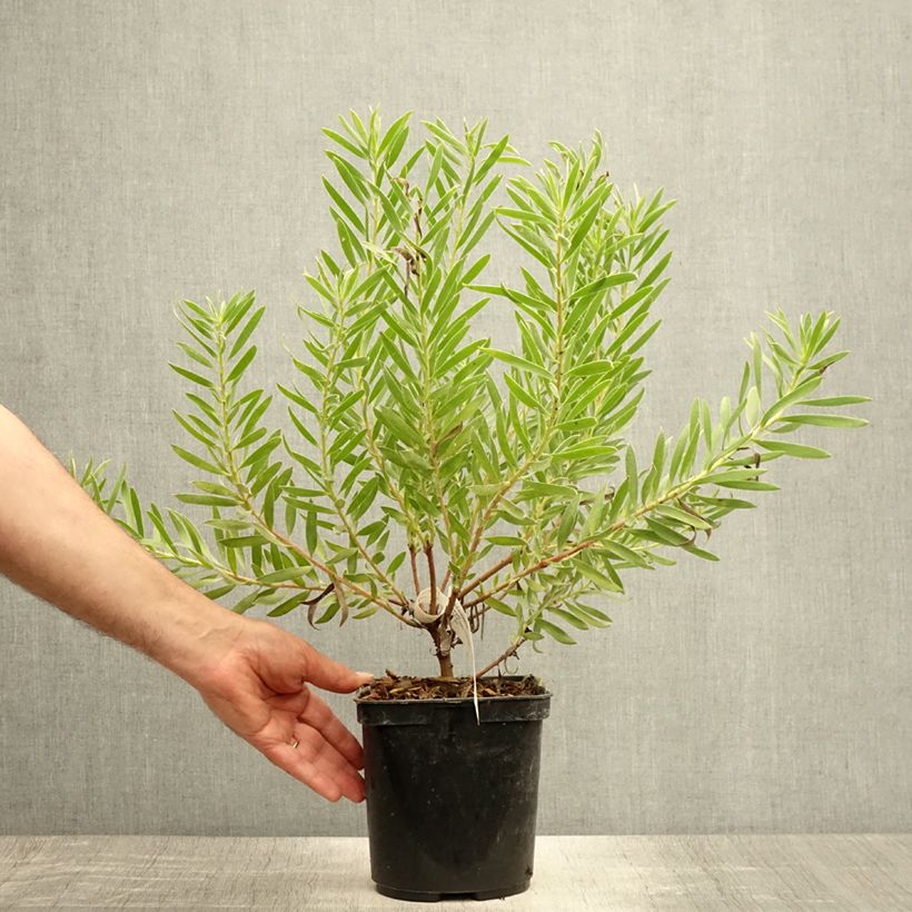 Esemplare di Leucadendron Inca Gold Vaso da 3L/4L consegnato in estate
