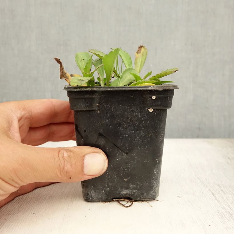 Esemplare di Leucanthemum superbum Petite Princesse d'Argent - Margherita Vasetto da 7/8 cm consegnato in estate