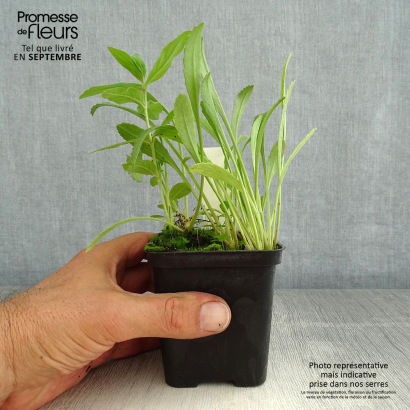 Esemplare di Leucanthemum superbum Shapcott Gossamer - Margherita Vasetto da 8/9 cm consegnato in estate