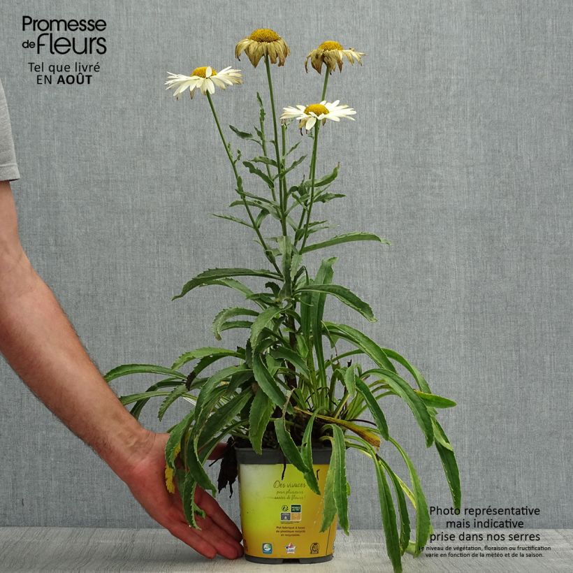 Esemplare di Leucanthemum superbum Broadway lights - Margherita Vaso da 2L/3L consegnato in estate