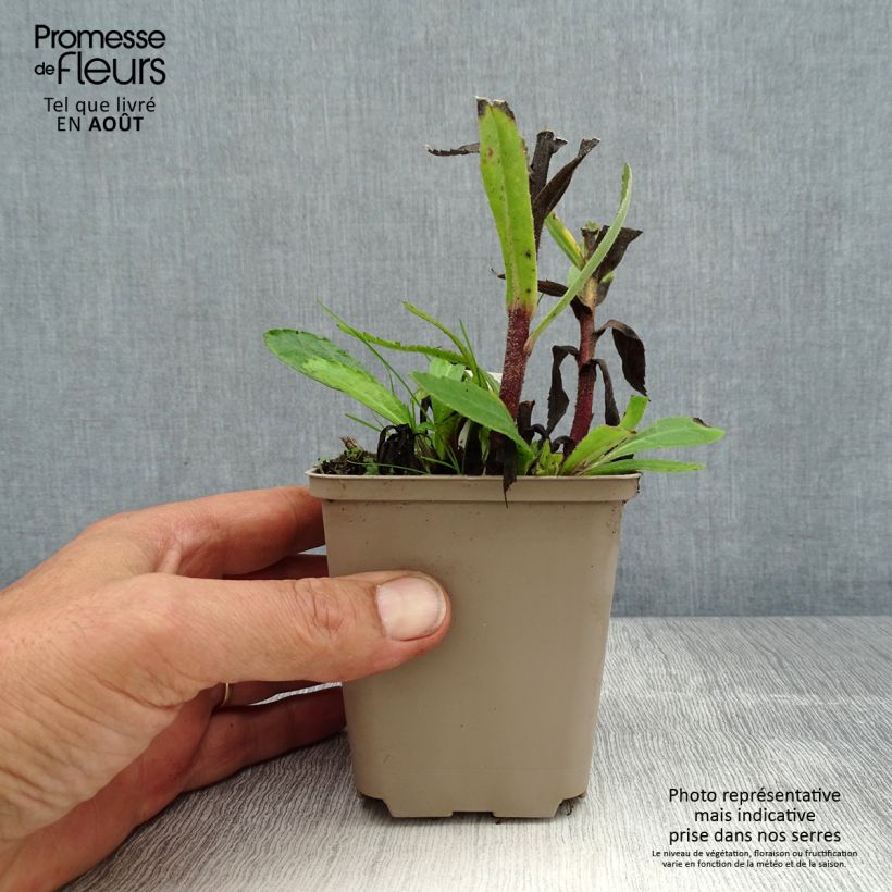 Esemplare di Leucanthemum superbum Luna - Margherita Vasetto da 8/9 cm consegnato in estate