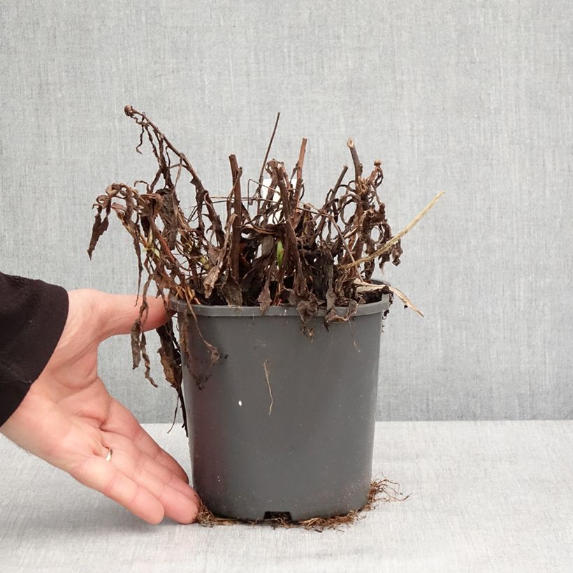 Leucanthemum superbum Victorian Secret - Margherita Vaso da 2L/3L esemplare consegnato in inverno