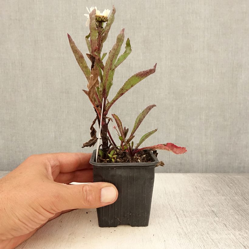 Esemplare di Leucanthemum superbum Brightside - Margherita Vasetto da 8/9 cm consegnato in estate