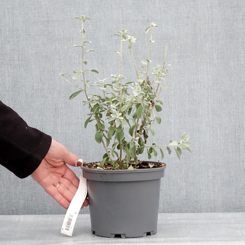 Leucophyllum frutescens - Leucofillo Vaso da 3L/4L esemplare consegnato in inverno